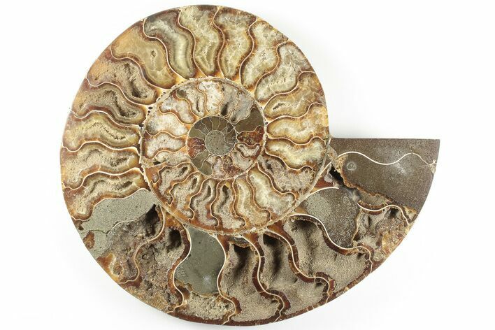 8.8" Cut & Polished Ammonite Fossil (Half) - Madagascar